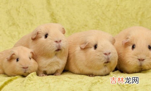 论斤称 荷兰猪能长多大,荷兰猪最大能长到多大?