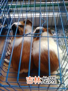 论斤称 荷兰猪能长多大,荷兰猪最大能长到多大?
