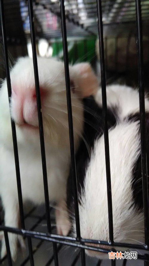 论斤称 荷兰猪能长多大,荷兰猪最大能长到多大?