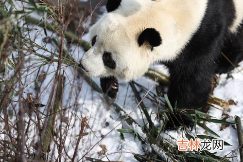 大熊猫只吃竹子的原因,熊猫为什么喜欢吃竹子?