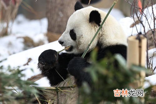 大熊猫只吃竹子的原因,熊猫为什么喜欢吃竹子?