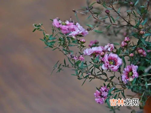 梅花花语,梅花的花语是什么