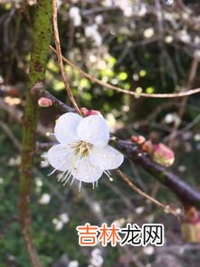 梅花花语,梅花的花语是什么