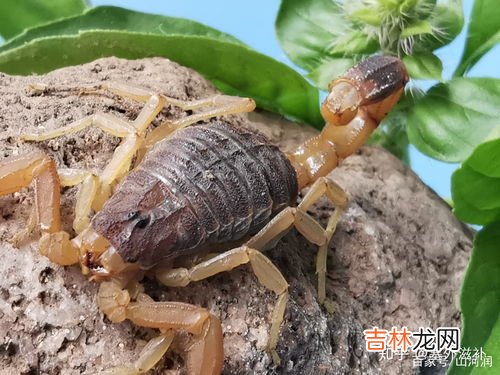 蝎子生活在什么环境 蝎子的生活环境及特点,蝎子的生活环境及特点