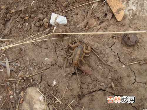 蝎子生活在什么环境 蝎子的生活环境及特点,蝎子的生活环境及特点