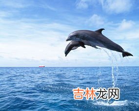 海豚是什么动物,海豚是什么动物，生活在哪里
