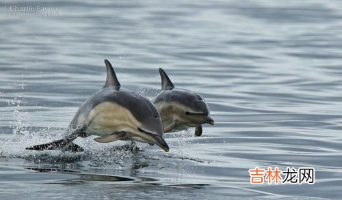海豚是什么动物,海豚是什么动物，生活在哪里