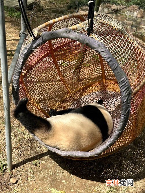 大熊猫一般睡几个小时,大熊猫每日的睡眠时间是多少？