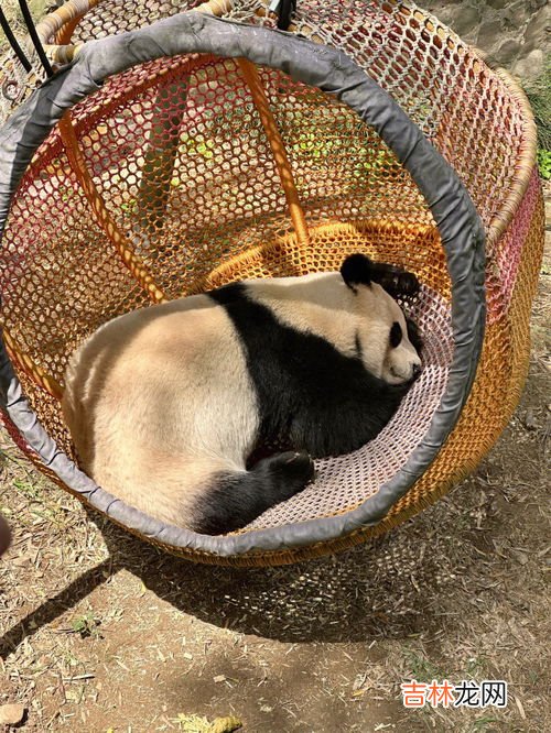 大熊猫一般睡几个小时,大熊猫每日的睡眠时间是多少？