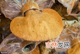灵芝破壁孢子粉功效,破壁灵芝孢子粉作用