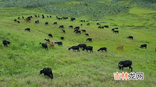 吃黑山羊对身体有哪些好处,乌鸡肉与黑山羊的价值与功效有什么不同