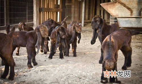 吃黑山羊对身体有哪些好处,乌鸡肉与黑山羊的价值与功效有什么不同