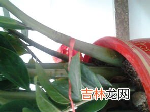 富贵椰子多久浇一次水,富贵椰子的养殖方法及注意事项
