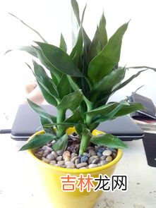 富贵椰子多久浇一次水,富贵椰子的养殖方法及注意事项