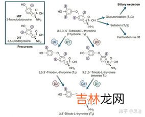 碘的作用,被称为智力元素的碘，对人体到底有着哪些作用？