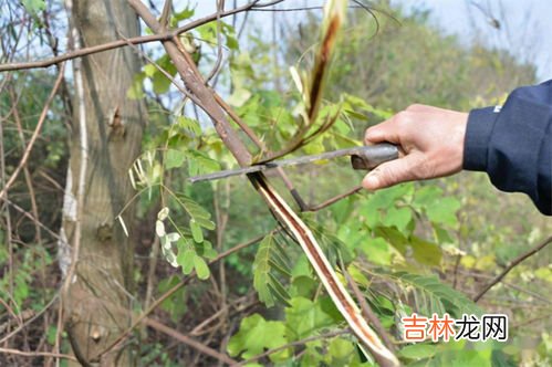 斗米虫生长在哪种树里,斗米虫如何繁殖后代