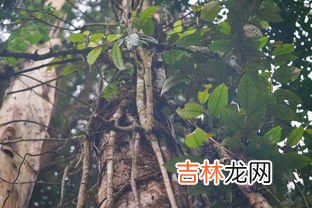 斗米虫生长在哪种树里,斗米虫如何繁殖后代