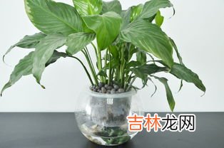 水培植物有哪些,水养植物有哪些