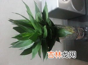 水培植物有哪些,水养植物有哪些