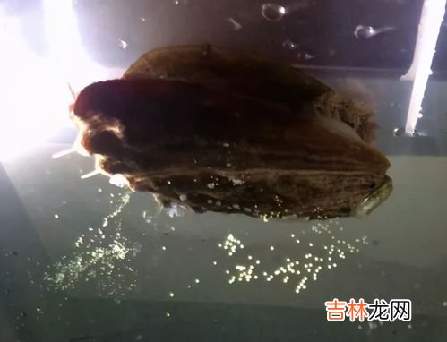 鸟是体内受精还是体外受精,燕子是体外受精吗