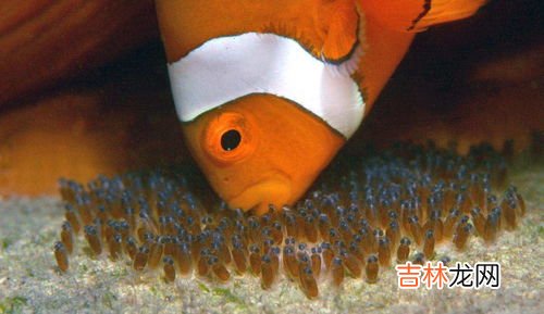鸟是体内受精还是体外受精,燕子是体外受精吗