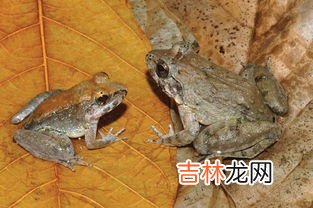 鸟是体内受精还是体外受精,燕子是体外受精吗