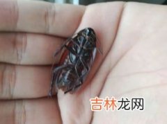 蟑螂怕光吗,蟑螂怕光吗?