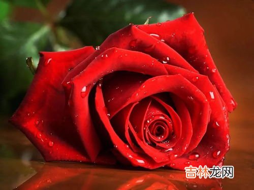 玫瑰的花语,玫瑰花花语是什么