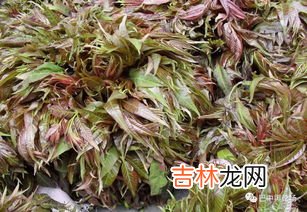 椿芽什么时候发芽,香椿芽的发芽时间