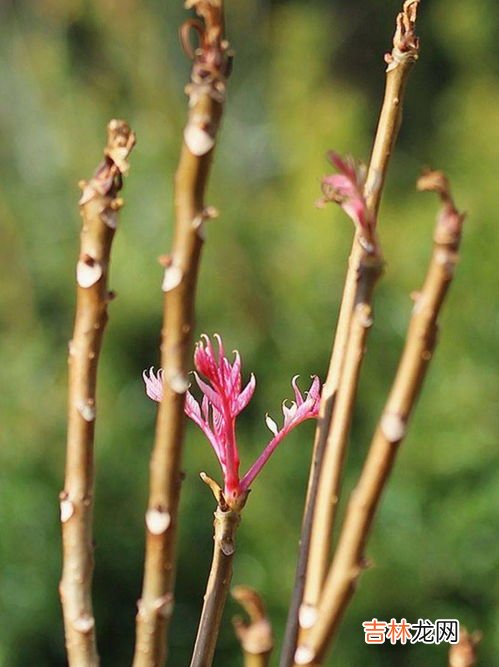 椿芽什么时候发芽,香椿芽的发芽时间