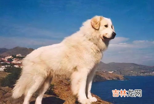 大白熊犬冬天如何养护及注意事项,养大白熊犬注意哪些事项