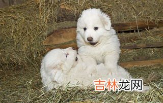 大白熊犬冬天如何养护及注意事项,养大白熊犬注意哪些事项