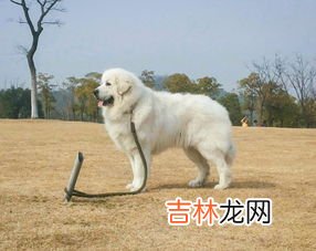 大白熊犬冬天如何养护及注意事项,养大白熊犬注意哪些事项