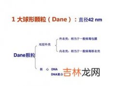 dane颗粒是指,简述dane颗粒的形态结构。