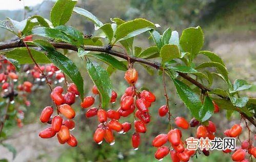 饮菊花酒佩戴茱萸是什么节的风俗,重阳节传统节日风俗