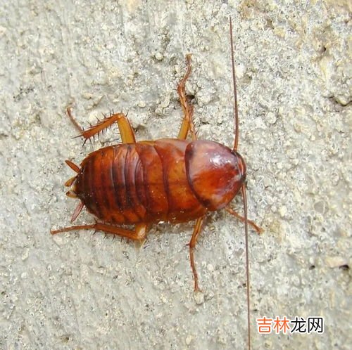 家里为啥有蟑螂,家里为什么会有蟑螂？
