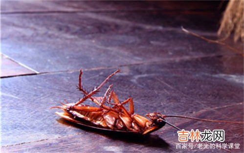 家里为啥有蟑螂,家里为什么会有蟑螂？