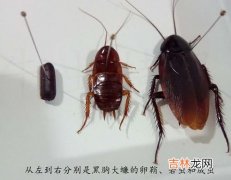 家里为啥有蟑螂,家里为什么会有蟑螂？