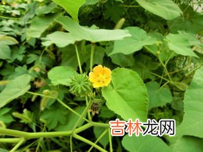 草蔻的功效与作用,草寇的功效与作用有哪些