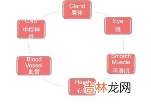 阿托品的作用与副作用,使用阿托品后为什么会出现口干现象？