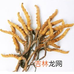 冬虫夏草功效作用禁忌,冬虫夏草的食疗功效和注意事项