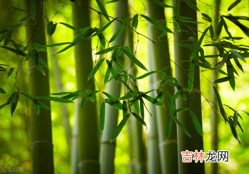 春风北户千茎竹晚日东园一树花的意思,春风白居易这首诗的含义