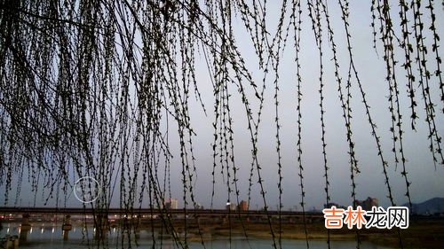 春风北户千茎竹晚日东园一树花的意思,春风白居易这首诗的含义