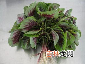 刺苋菜长什么样,长得像红米菜但是带刺的植物叫什么?