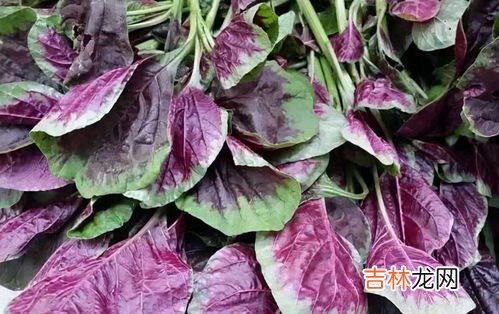 刺苋菜长什么样,长得像红米菜但是带刺的植物叫什么?
