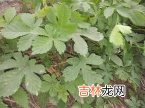 刺苋菜长什么样,长得像红米菜但是带刺的植物叫什么?