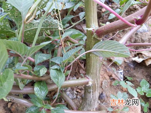 刺苋菜长什么样,长得像红米菜但是带刺的植物叫什么?