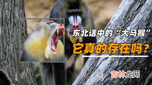 大马猴东北话什么意思,东北话里的大马猴是什么意思?