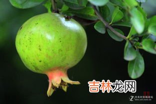 石榴7月份成熟没有,7月能买到石榴么