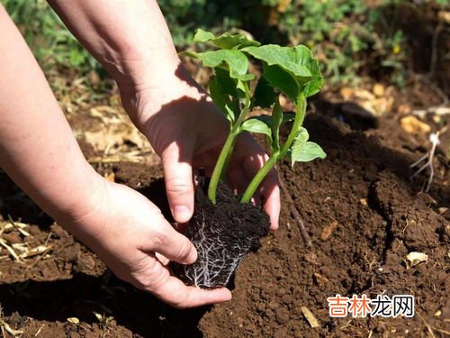 清明前后,种瓜点豆是什么节气,二十四节气种菜的口诀